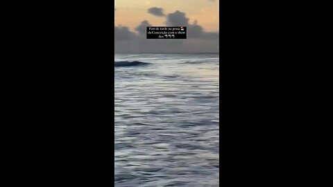 Vídeo mostra tubarões perto da areia em Fernando de Noronha;