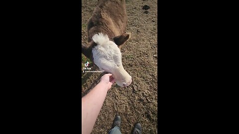 Heifer being petted.