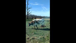 Momma and baby rest in the grass while other cattle play in the background.