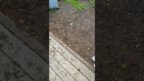 Little squirrel running away