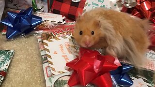 A Pet’s Christmas! -Hamster Heaven