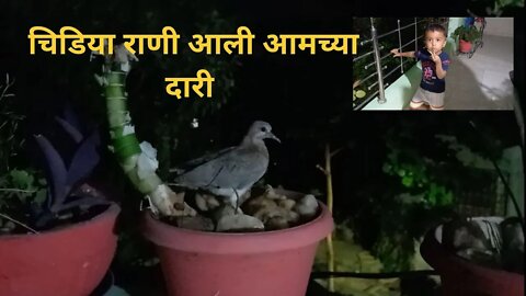 Chidiya rani at home चिड़िया रानी