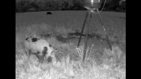 Tri-color boar is keeping the other boar away from his food!!! 4.9.23