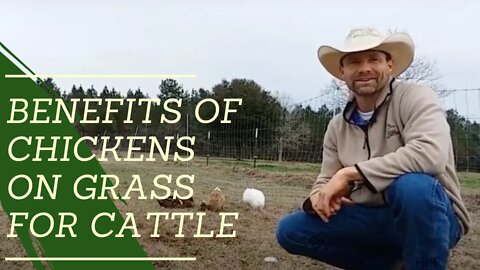 Benefits of Chickens on Grass for Cattle