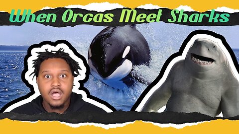 WHEN ORCAS MEET SHARKS REACTIONS