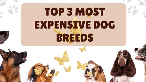 Meet the Elite 🐶 The Top 3 Most Expensive Dog Breeds in the World 💕 Follow for more! #dogfact