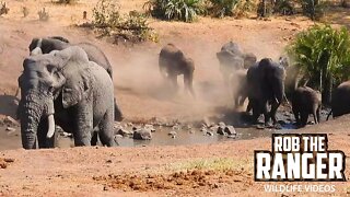 Elephant Herd At the Water | Kruger National Park