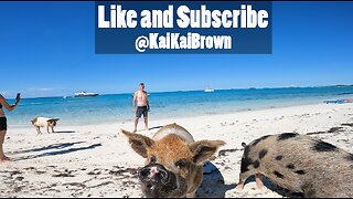 Lady Gets ATTACKED By WILD PIGS!!!(Bahamas)