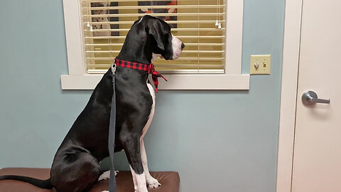 Nosy Great Dane Likes To Look Out The Window At The Vet's Office
