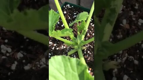 Zucchini Plant Flowering 2-3 months from Seed