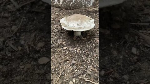 Random mushroom in the garden.