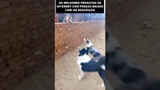 o gato bom de briga