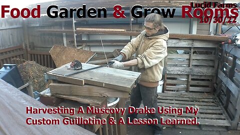 Harvesting A Muscovy Using Custom Guillotine & A Lesson Learned. 10/31/22 Food Garden & Grow Rooms.