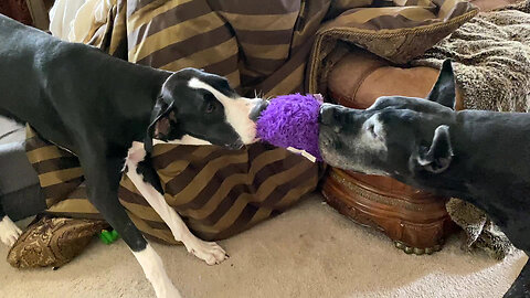 Funny Great Danes Love To Play Tug Of Toy In Bed