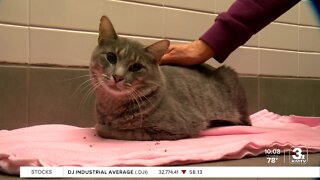 Nebraska Humane Society issues heat advisory for pets after Bellevue cat suffers heat stroke