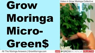 Grow Moringa Farmer Market Microgreens