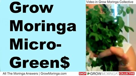Grow Moringa Farmer Market Microgreens