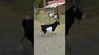 #goats #shorts