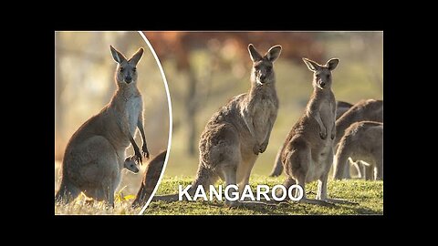 KANGAROO FUNNY VIDEO COMPILATION