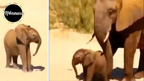 Adorable Moment Mama Elephant uses Her Trunk to Nudge Baby to Walk