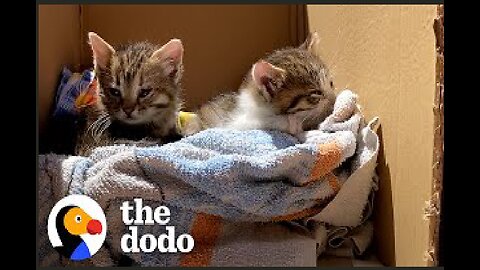 Kittens Are Attached Like Velcro To Their Dad | The Dodo