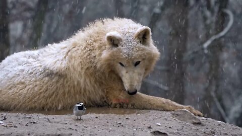 Powerful wolf with a cute little bird under the snow