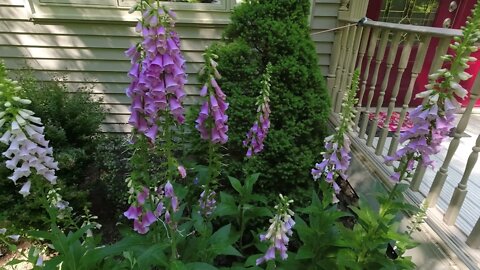 POISON PLANT PRODUCES HEART MEDICATION (DIGITALIS)