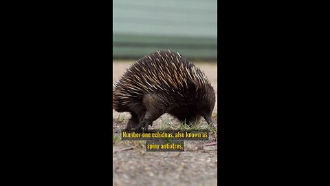 Echidnas: Amazing Egg-layers & Spiky Defenders!