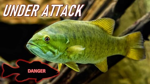 Watch this Before ALL SMALLMOUTH Bass our GONE!