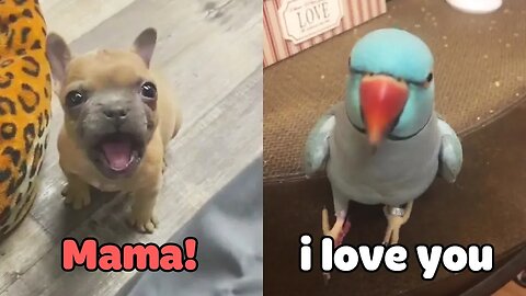 Little Dogs Said "Mama" - Funny Parrots Speaking English | Pets Club Video 2023