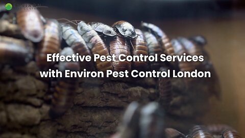 Effective Pest Control Services with Environ Pest Control London