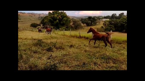 Galope - Cavalo Árabe - Haras e Confinamento Profeta - Porangaba- SP
