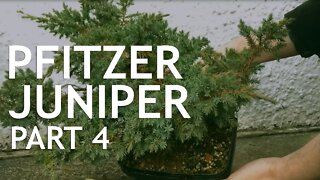 Pftitzer Juniper Bonsai, From Young Nursery Stock. 4