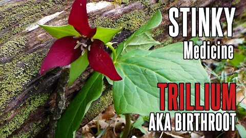 Trillium (aka Birthroot, Stinking Benjamin, Woke Robin) | Foraging for Wild Plants in Appalachia
