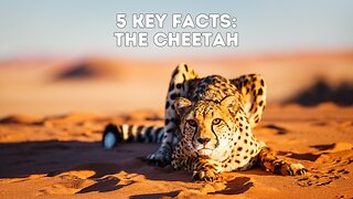 Race Against Time: The Incredible Adaptations of Cheetahs Revealed 5 Key Facts #cheetah