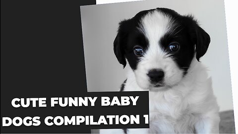 Cute baby animals Videos Compilation # 1 - Cutest Animals On Earth #1 | cute moment of the animals