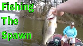 Fishing The Spawn for Beginners