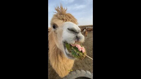How camel eat that🤢😳 #viral #pets #animals #camel