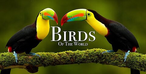 The amazing birds of the world (8K HDR)