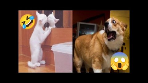 Funny Animals Videos 2022