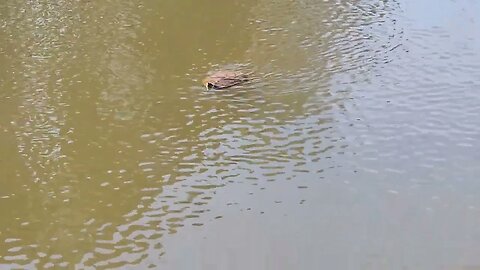 Enterprise, Alabama | Turtles swimming in the pond on the Johnny Henderson Park Trail