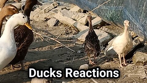 Many Local Ducks Reactions over two small baby turkeys