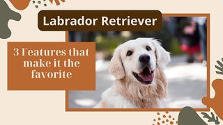 3 surprising traits that make the Labrador Retriever the perfect companion for your family