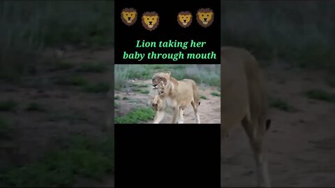 Lion taking her baby through mouth 😺#shorts #youtubeshorts