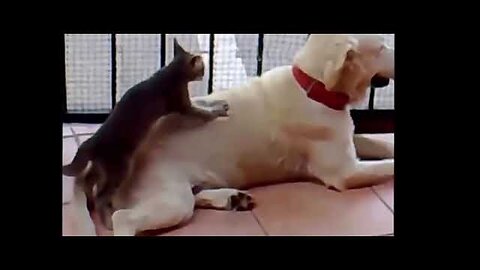 Animal humor compilation videos