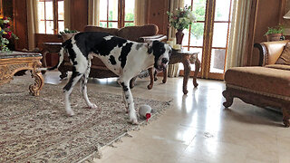 Playful Great Dane Loves His Howling Mousey Ball