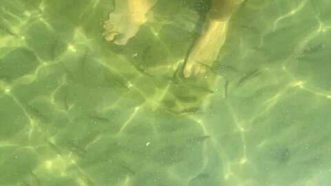 Minnows and Baby Perch Nibbling my Feet
