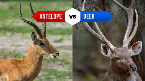 Antelope vs. Deer: The Differences You Need to Know