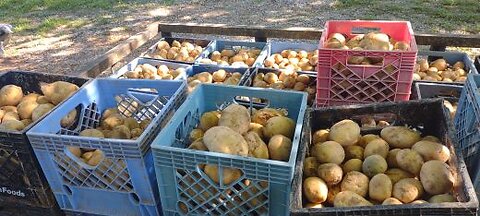 POTATO HARVEST TIME AND PICKING SOME CORN ON MY NEIGHBORS FARM