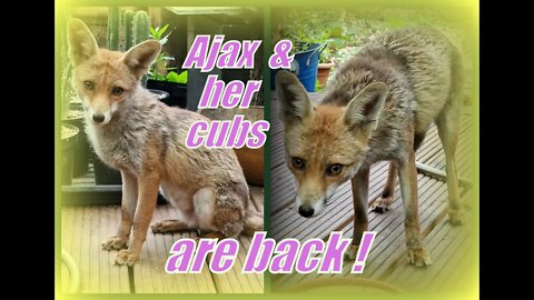 🦊The return of Ajax the urban #fox and her 3 baby cubs - they are doing well !